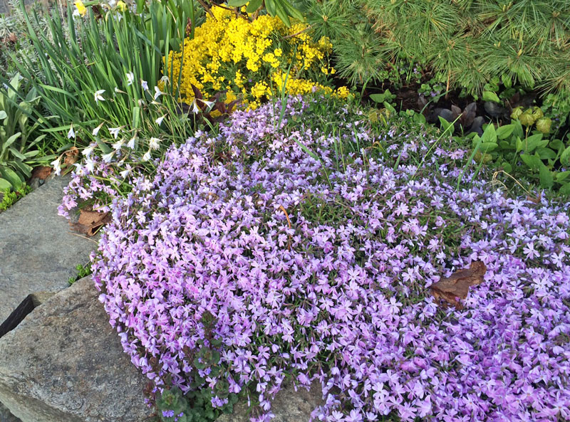 garden colors April 2016