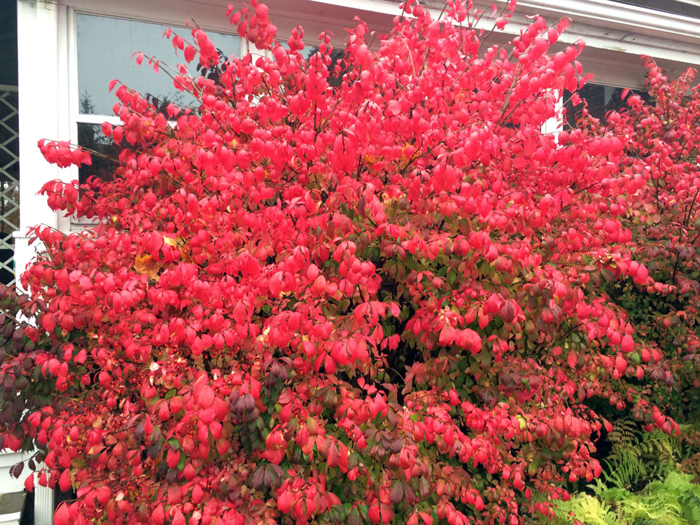 redbush, thanksgiving, burning bush, blooming