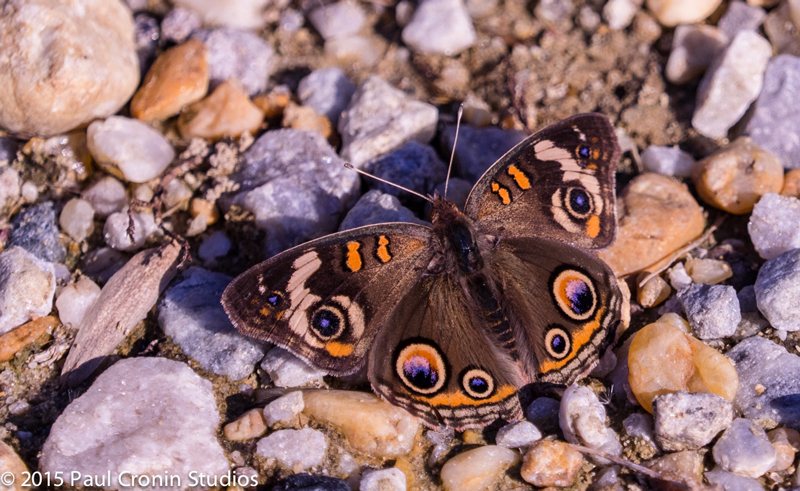 Butterfly Paul Cronin Studios