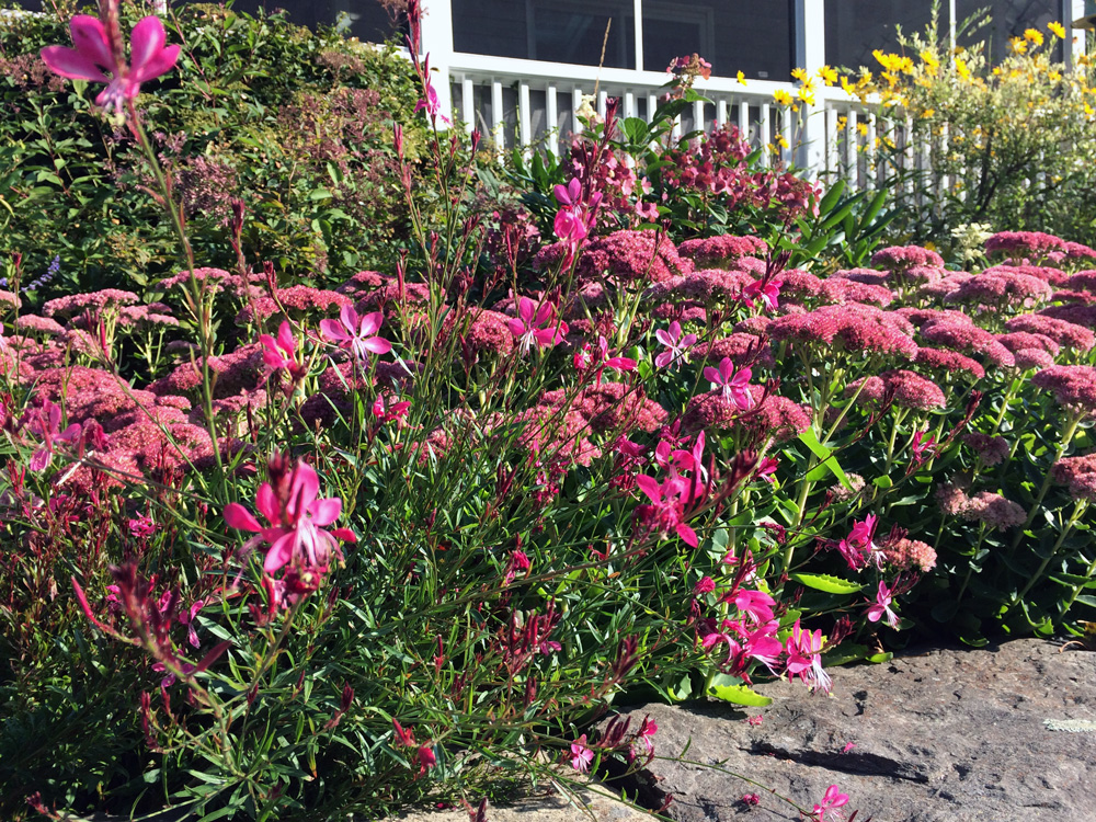 red sept garden