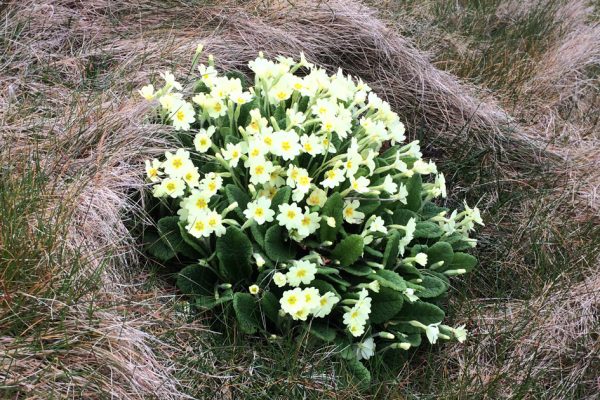 Dingle Peninsula flowers