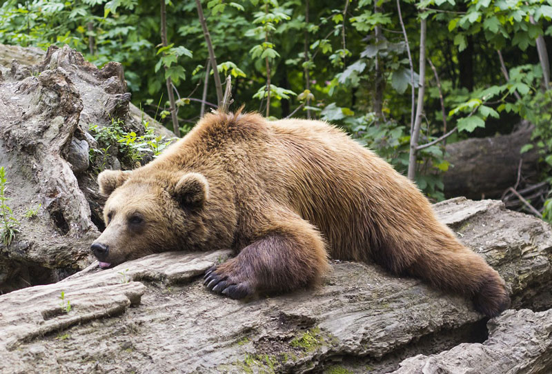 bear lazy in woods