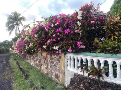 tropical flowers Antigua