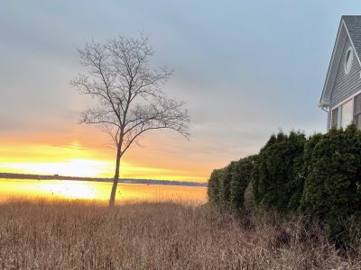 sunrise-narragansett bay tree