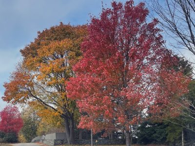 Fall trees November 2025