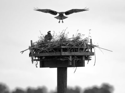Osprey landing in nest Ted Morgan Photo