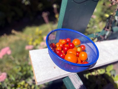 september cherry tomatoes